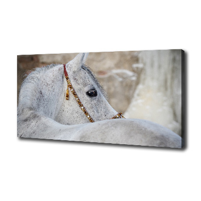 Cuadro canvas moderno de gran formato horizontal Caballo árabe blanco