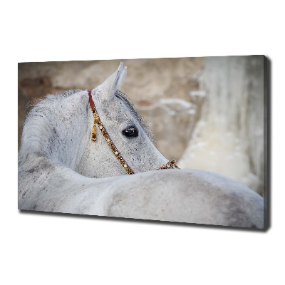 Cuadro canvas moderno de gran formato horizontal Caballo árabe blanco