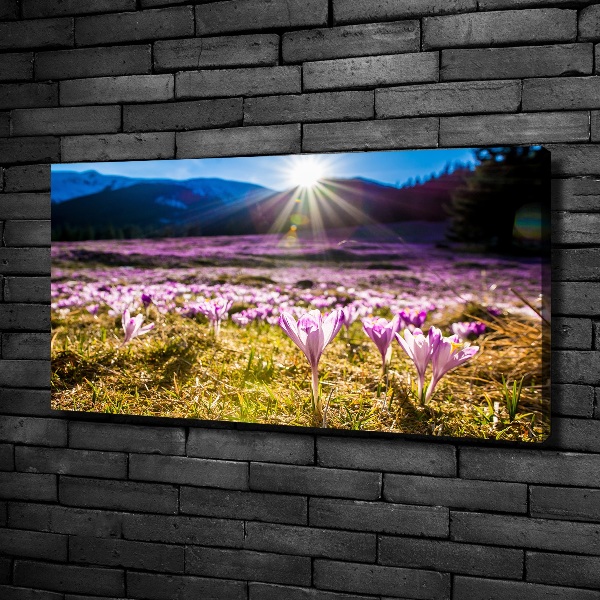 Foto en lienzo con acabado profesional horizontal Azafranes en el claro