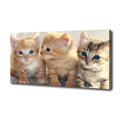 Cuadro canvas moderno de gran formato horizontal Pequeños gatos