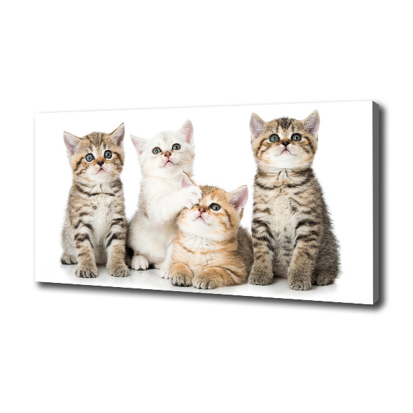 Cuadro canvas con impresión uv duradera horizontal Pequeños gatos
