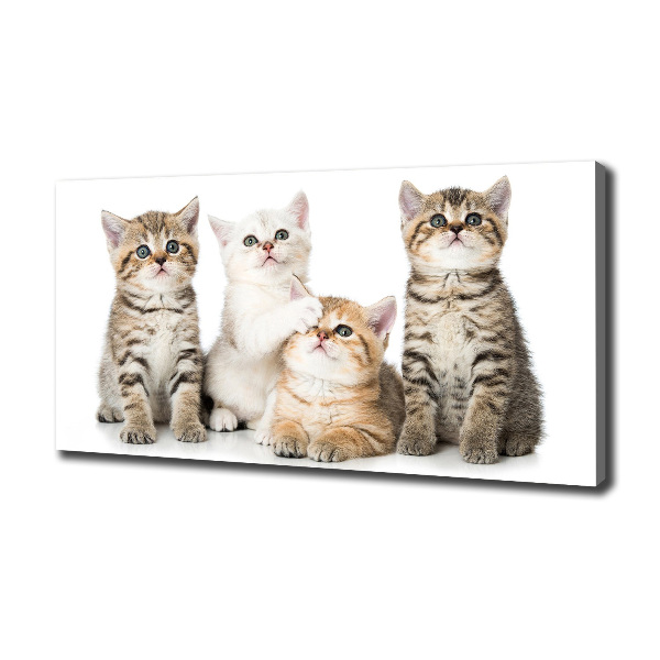 Cuadro canvas con impresión uv duradera horizontal Pequeños gatos
