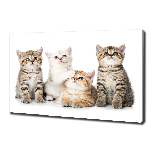 Cuadro canvas con impresión uv duradera horizontal Pequeños gatos