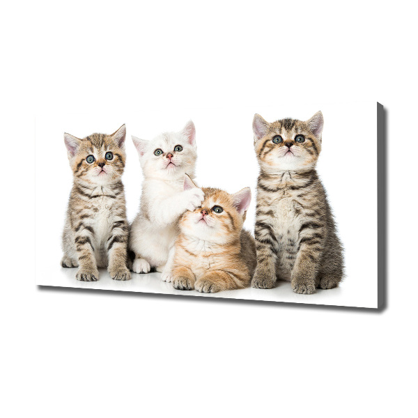Cuadro canvas con impresión uv duradera horizontal Pequeños gatos