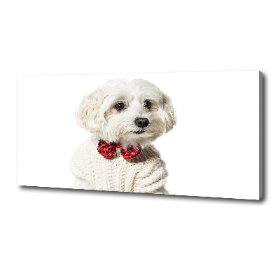 Cuadro canvas moderno de gran formato horizontal Maltés con pajarita