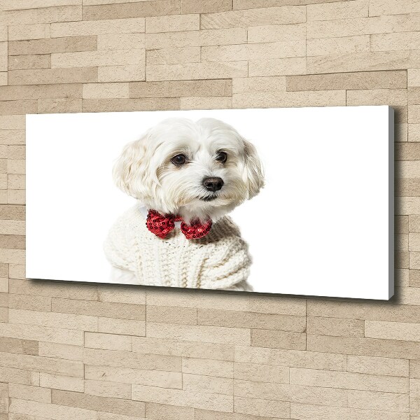 Cuadro canvas moderno de gran formato horizontal Maltés con pajarita