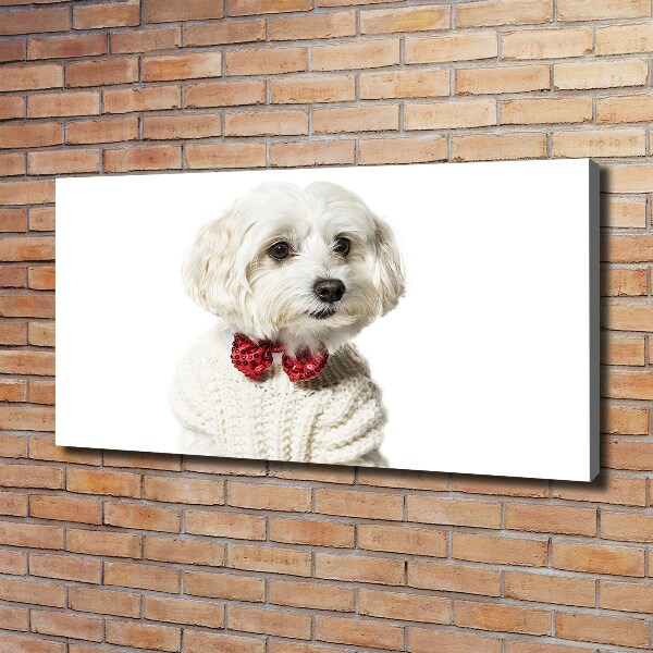 Cuadro canvas moderno de gran formato horizontal Maltés con pajarita