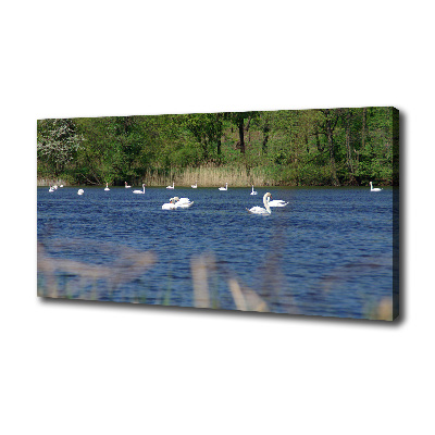 Cuadro canvas con impresión uv duradera horizontal cisnes blancos