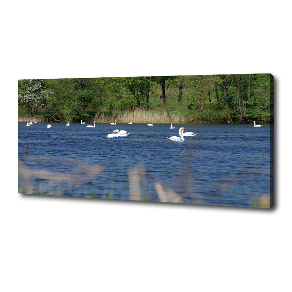 Cuadro canvas con impresión uv duradera horizontal cisnes blancos
