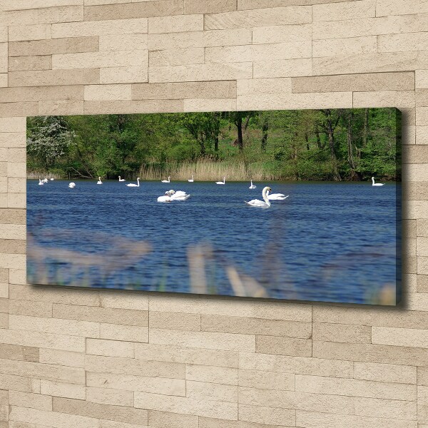Cuadro canvas con impresión uv duradera horizontal cisnes blancos