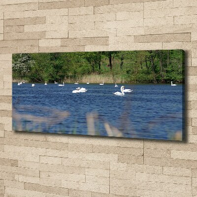 Cuadro canvas con impresión uv duradera horizontal cisnes blancos