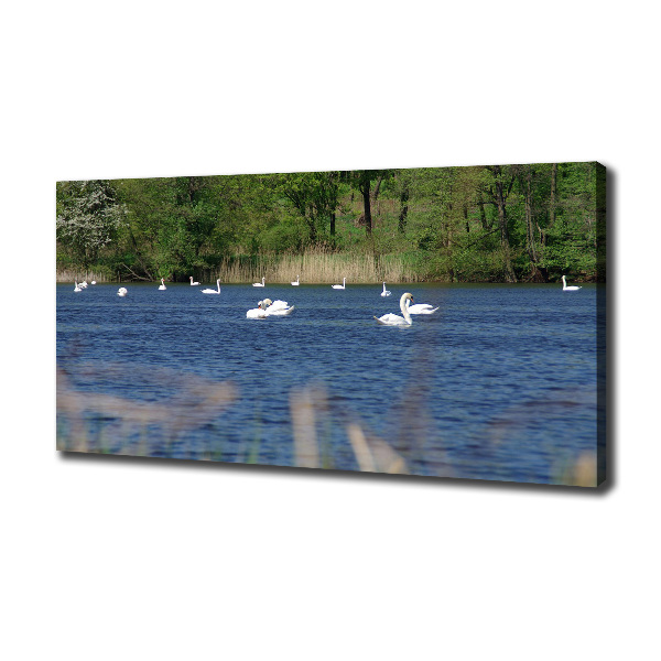 Cuadro canvas con impresión uv duradera horizontal cisnes blancos