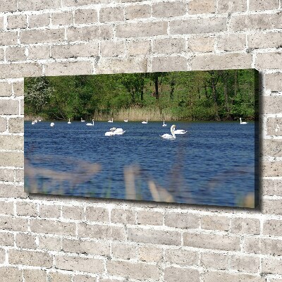 Cuadro canvas con impresión uv duradera horizontal cisnes blancos