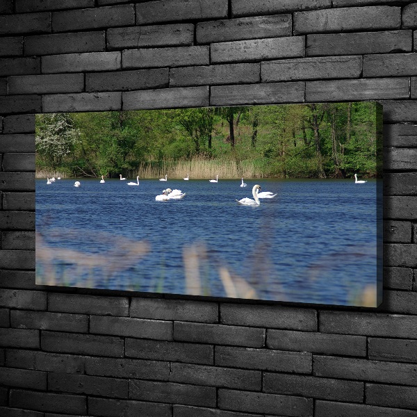 Cuadro canvas con impresión uv duradera horizontal cisnes blancos