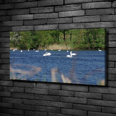 Cuadro canvas con impresión uv duradera horizontal cisnes blancos