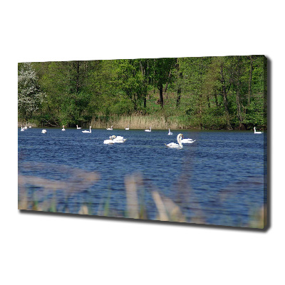 Cuadro canvas con impresión uv duradera horizontal cisnes blancos
