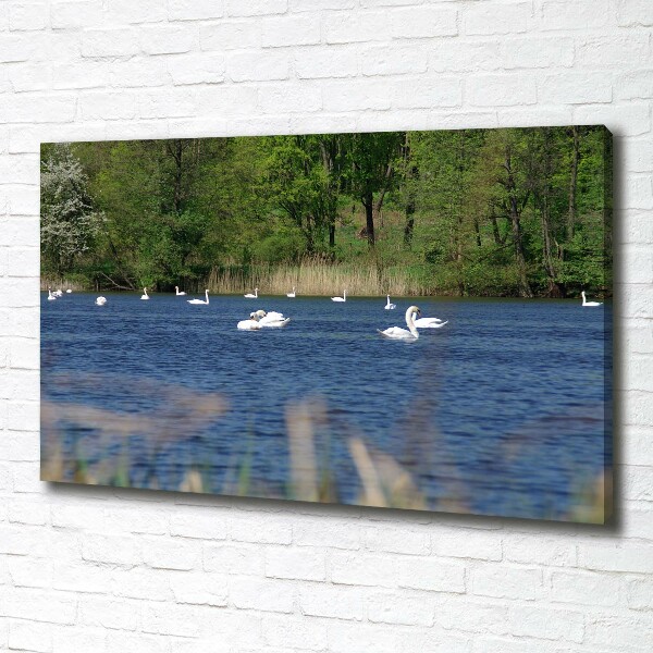 Cuadro canvas con impresión uv duradera horizontal cisnes blancos