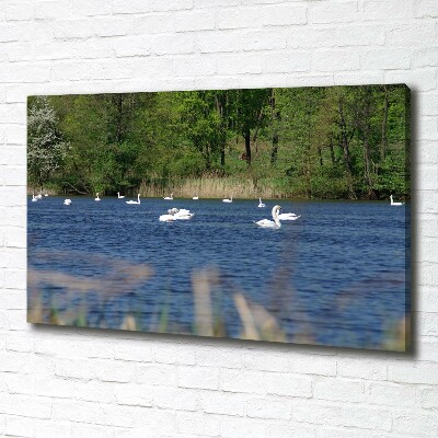 Cuadro canvas con impresión uv duradera horizontal cisnes blancos