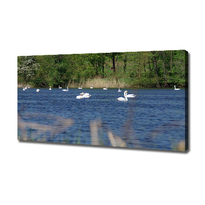 Cuadro canvas con impresión uv duradera horizontal cisnes blancos