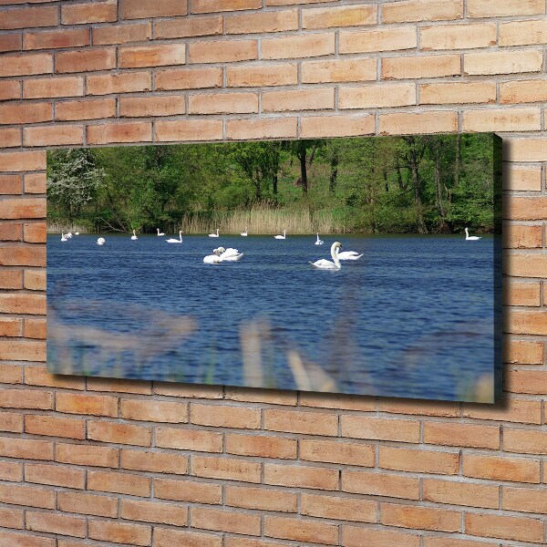 Cuadro canvas con impresión uv duradera horizontal cisnes blancos