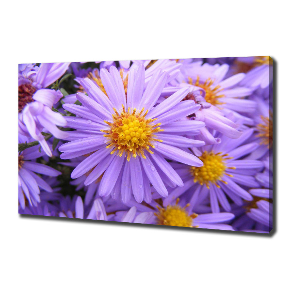 Cuadro canvas moderno de gran formato horizontal Asters