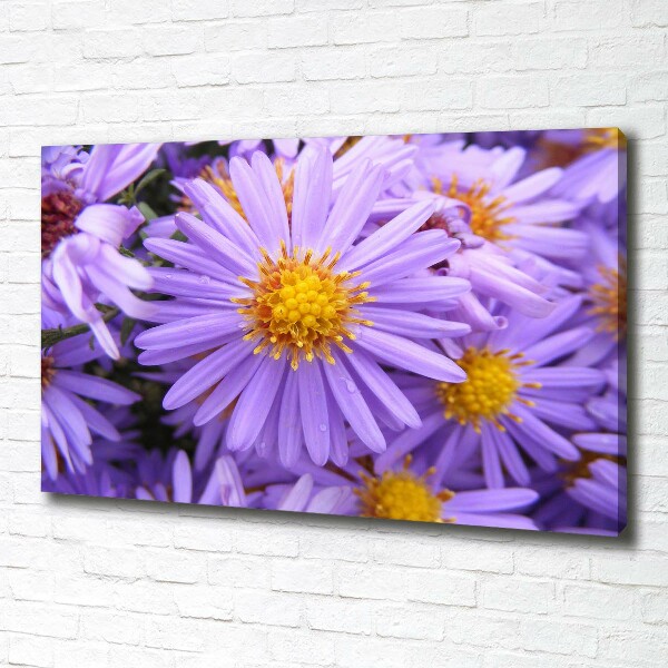 Cuadro canvas moderno de gran formato horizontal Asters