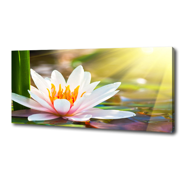 Cuadro canvas con impresión uv duradera horizontal Nenúfar