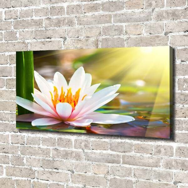 Cuadro canvas con impresión uv duradera horizontal Nenúfar