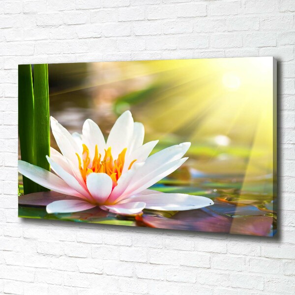 Cuadro canvas con impresión uv duradera horizontal Nenúfar