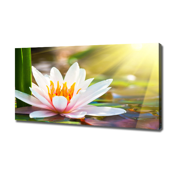 Cuadro canvas con impresión uv duradera horizontal Nenúfar
