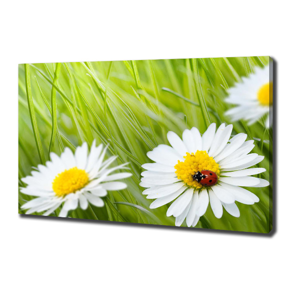 Cuadro canvas moderno de gran formato horizontal margaritas