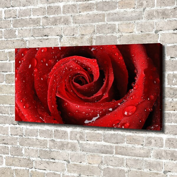 Cuadro canvas moderno de gran formato horizontal Gotas sobre una rosa