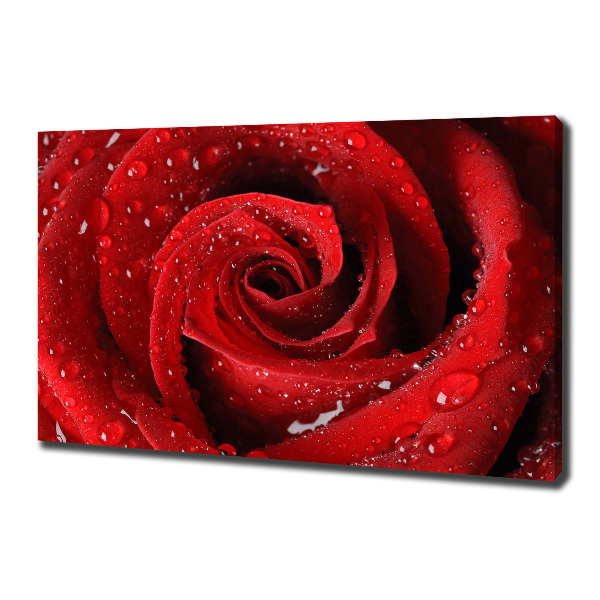 Cuadro canvas moderno de gran formato horizontal Gotas sobre una rosa