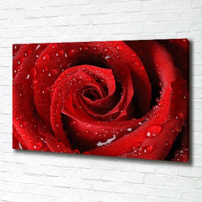 Cuadro canvas moderno de gran formato horizontal Gotas sobre una rosa