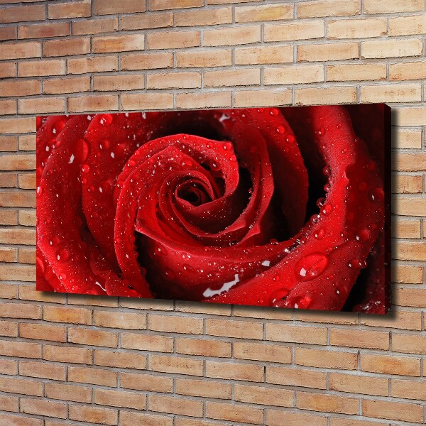 Cuadro canvas moderno de gran formato horizontal Gotas sobre una rosa