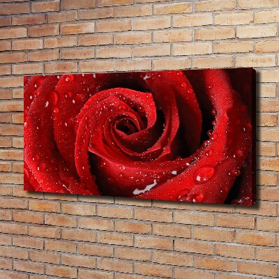 Cuadro canvas moderno de gran formato horizontal Gotas sobre una rosa