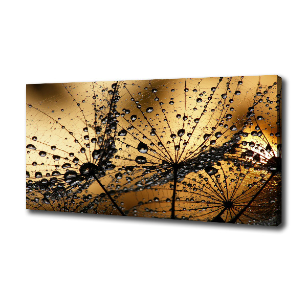 Foto obraz na płótnie Nasiona dmuchawca