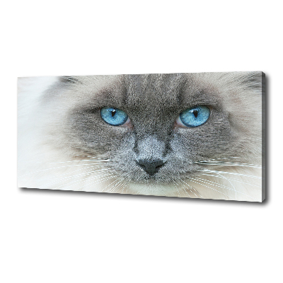 Cuadro canvas moderno de gran formato horizontal Gato de ojos azules