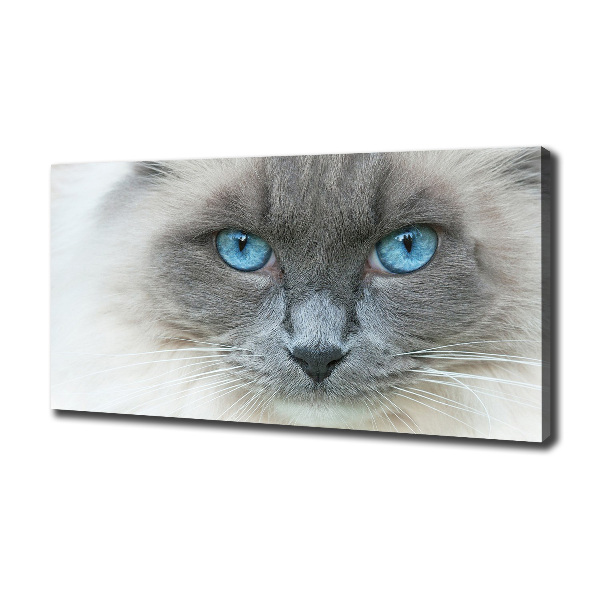 Cuadro canvas moderno de gran formato horizontal Gato de ojos azules