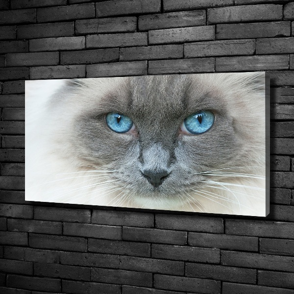 Cuadro canvas moderno de gran formato horizontal Gato de ojos azules