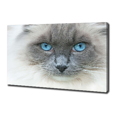 Cuadro canvas moderno de gran formato horizontal Gato de ojos azules
