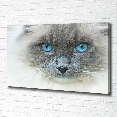 Cuadro canvas moderno de gran formato horizontal Gato de ojos azules
