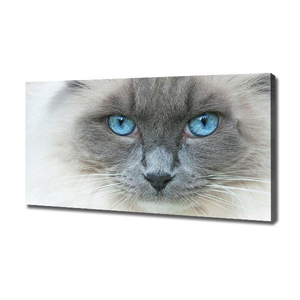 Cuadro canvas moderno de gran formato horizontal Gato de ojos azules