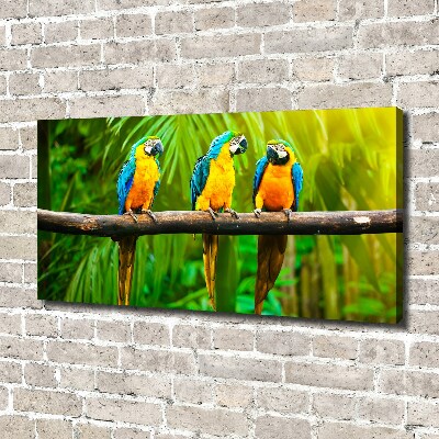 Foto en lienzo con acabado profesional horizontal Loros en una rama