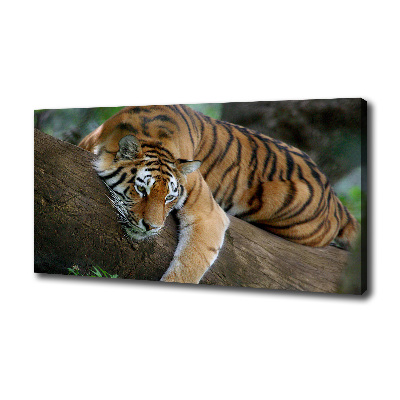Fotocuadro en lienzo de alta calidad horizontal Tigre en un árbol