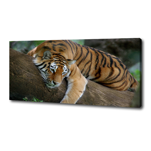 Fotocuadro en lienzo de alta calidad horizontal Tigre en un árbol