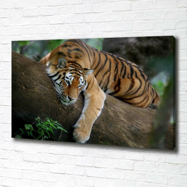 Fotocuadro en lienzo de alta calidad horizontal Tigre en un árbol