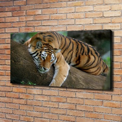 Fotocuadro en lienzo de alta calidad horizontal Tigre en un árbol