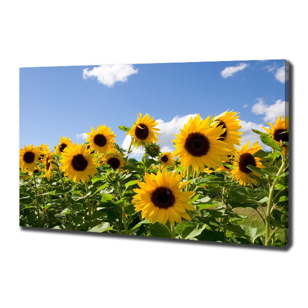 Cuadro canvas con impresión uv duradera horizontal Girasoles