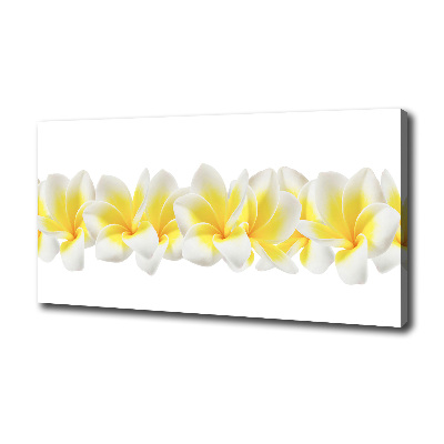 Foto obraz canvas Plumeria